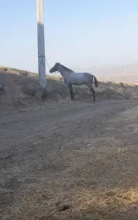 کره نریان