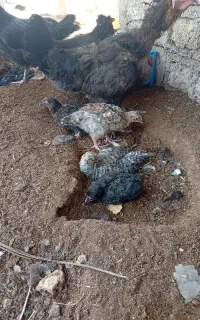 جوجه محلی اصل