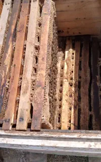 زنبور عسل