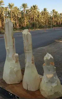 پنیر نخل پنیرک نخل جمار مغز درخت خرما گرده نخل