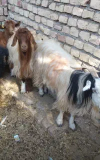 5بز