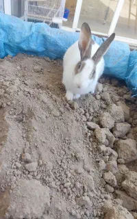 خرگوش نر