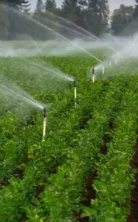 کار در مزرعه ( زمین کشاورزی)