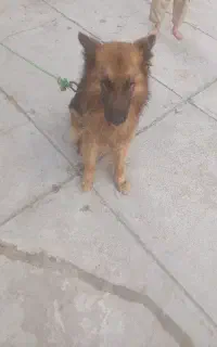 سگ ژرمن