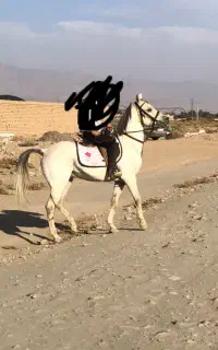 سیلمی کرد عرب
