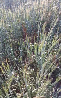 نخوددامی وجودامی