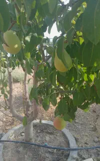 خرید برش چوب باغی با بهترین قیمت