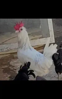 سه عدد خروس گلین فول ریش اصل