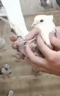 کبوتر گمشده کفتر