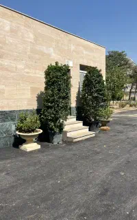 درختچه یاس هلندی