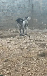 سگ لاس نگهبان و گله ای