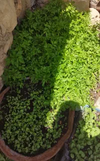 تولکی بادمجان و گوجه