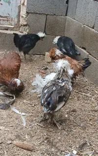 مرغ و خروس سلطان لهستانی