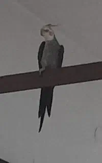 گمشده عروس هلندی