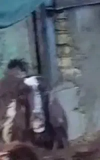 بز گمشده