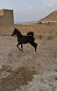 اسب