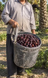 نخل دار بم ،فرصت تقویت خاک قبل از زمستان
