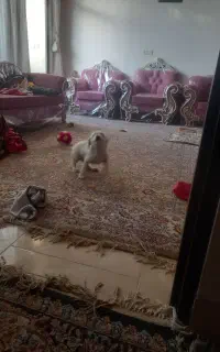سگ تربیت شده خونگی