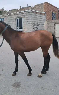 اسب 2.5ساله نریان قدم
