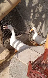 اردک نر و ماده