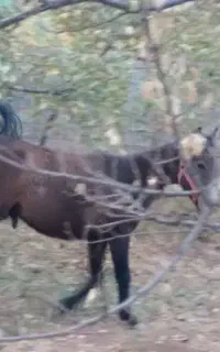اسب