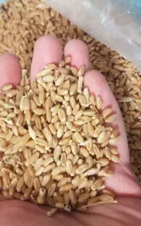 گندم دیمی قاقازان