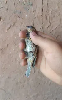 گلبسر جوجه نر