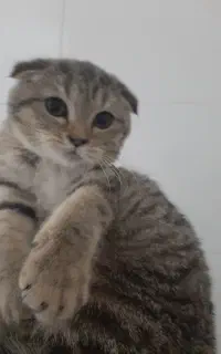 اسکاتیش تبی گلد جنسیت نر