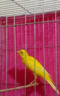 بدلیجات قناری