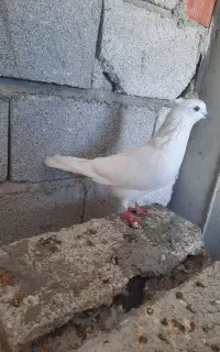 صید شده