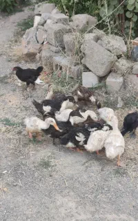 اردک