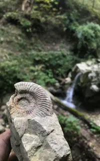 فسیل سنگ ۵۰ میلیون ساله