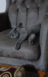 اسکاتیش بلو دبل فولد ماده