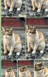 یک عدد گربه واگذار میشود