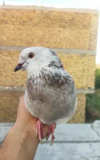 کبوتر رفتنی