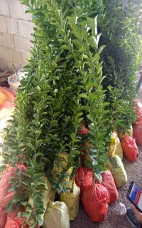 انواع نهال ونخل مجول پیارم وخاصو اصل بخر