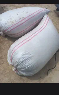 کاه کوبیده گندم دانه سری اول