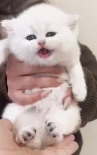 گربه بریتیش مو کوتاه چشم آبی