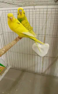 یک جفت مرغ عشق روی سه جوجه باقفس لونه
