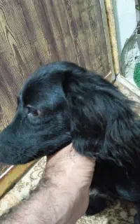 سگ پیدا شده