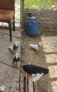 کبوتر یا کفتر