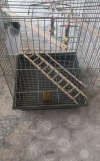 قفس بزرگ