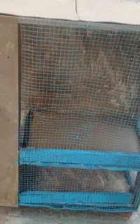 قفس چوبی مناسب مرغ زینتی