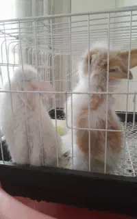 یک جفت خرگوش لوپ