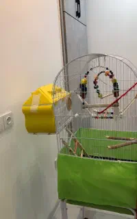 قفس عروس هلندی