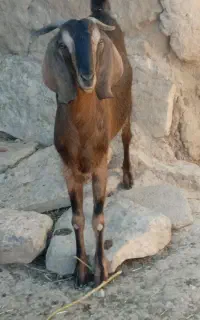 بزغاله ماده پاکستانی