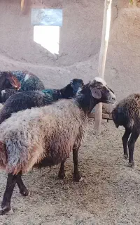 6راس میش داشتی آبستن و زاییده