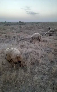 یکی میخوام مواظب گوسفندهام بشه حقوق توافقی