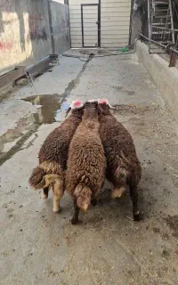 ۳راس بره نرافشاری