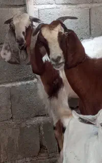 بز کهردار